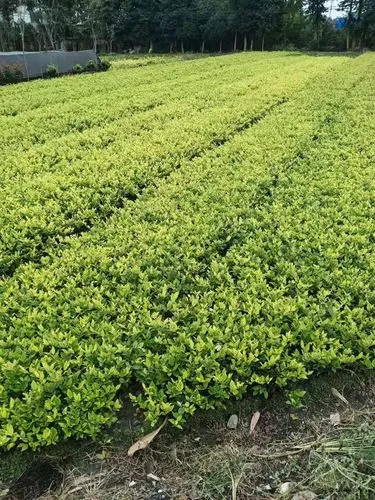 青草镇马路绿化工程项目